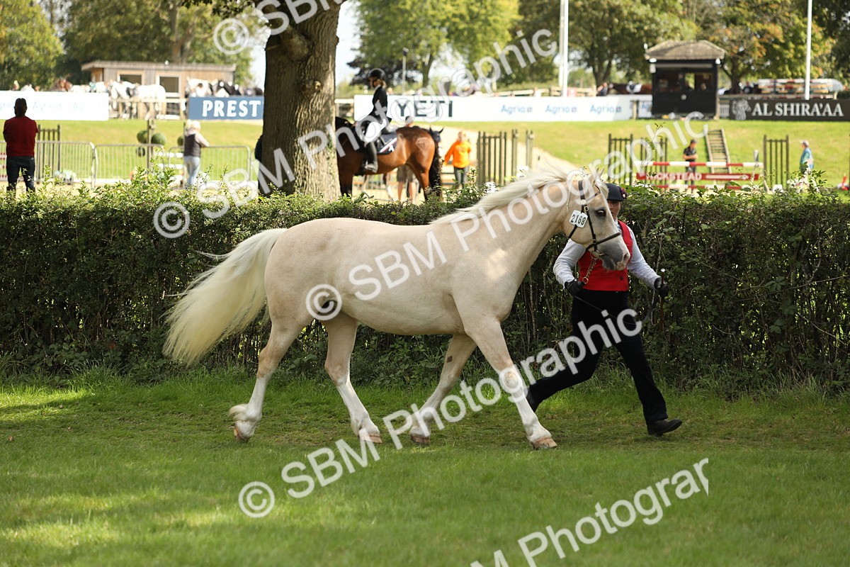 SBM_65384 - S47 - Mountain & Moorland In Hand Large Breeds