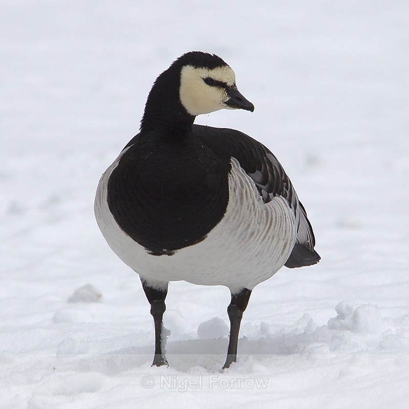 Barnacle Goose in the snow at Munich Zoo - Barnacle Goose