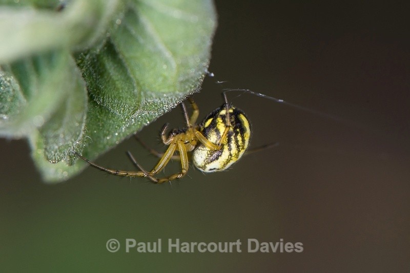  - Bugs: Spiders
