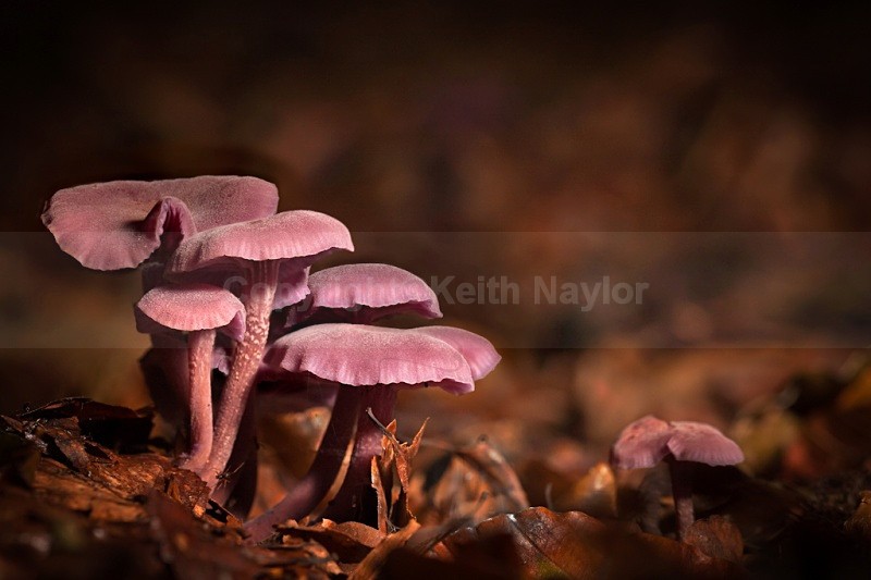 Amethyst Deceiver - Latest Work