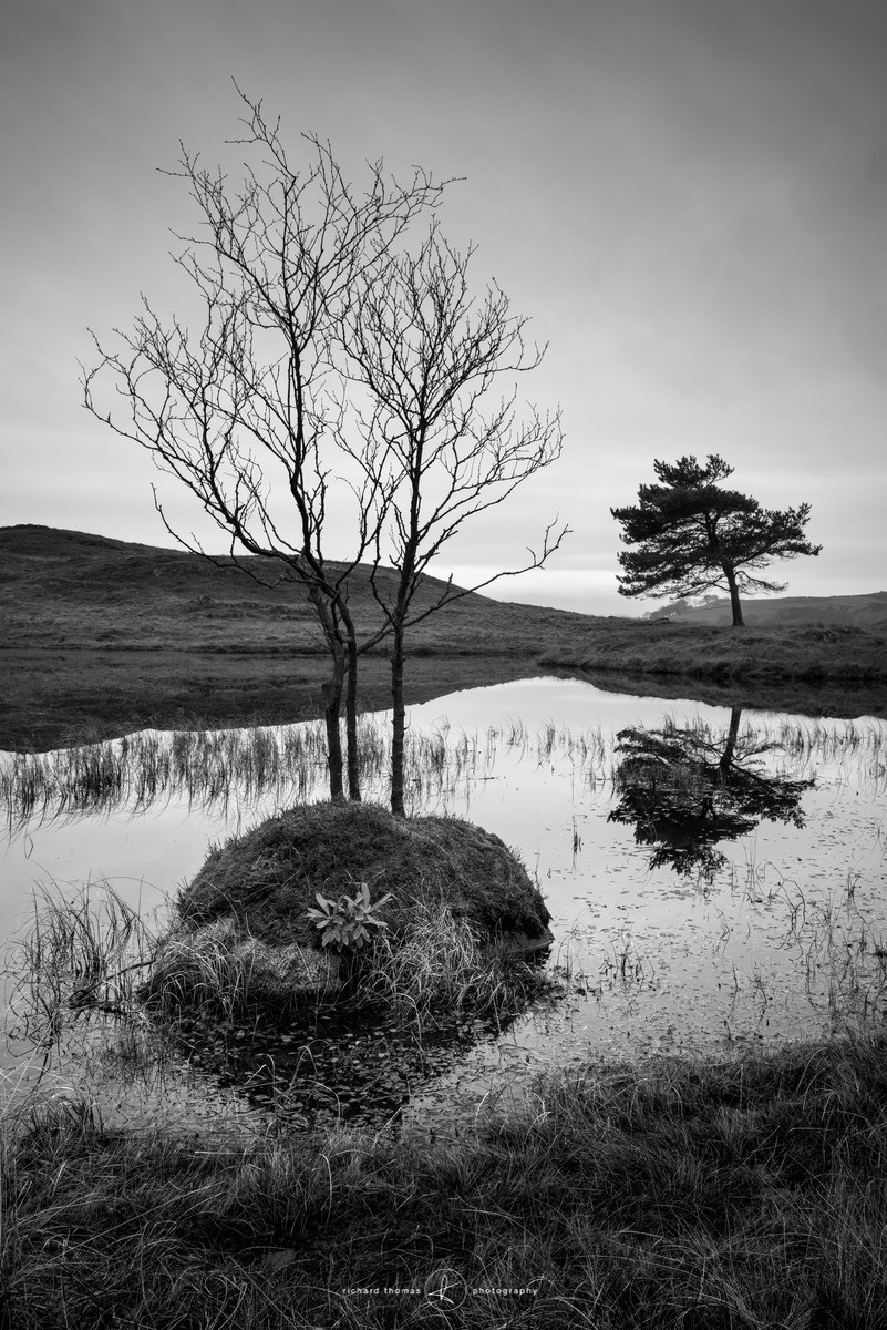 The other tree - Freshwater