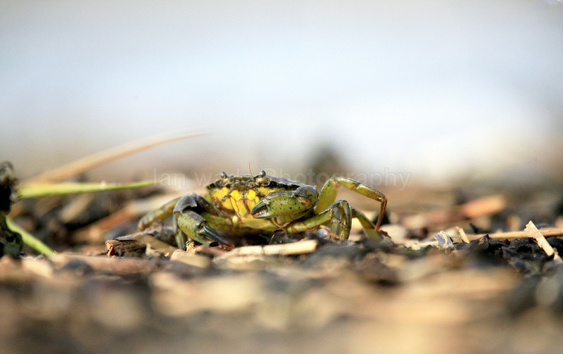  - Coastal Wildlife, Great Britain