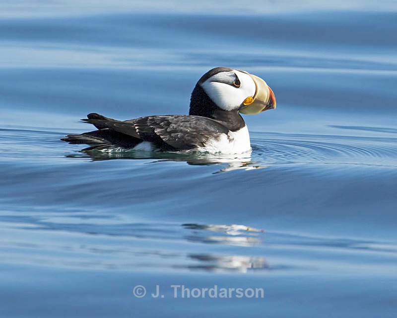  - Sea Birds