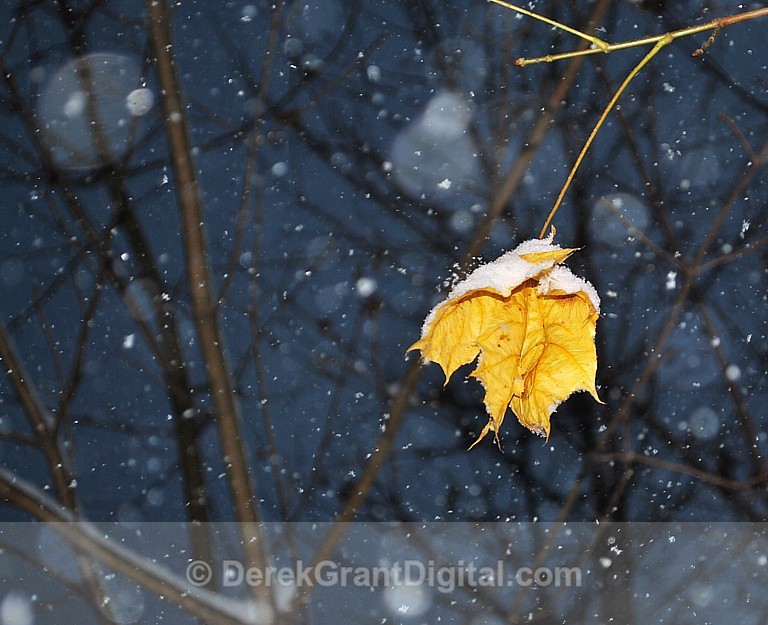 Last Leaf of Autumn - Winterscape