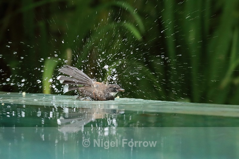 Pied Fantail bathing, Phnom Penh, Cambodia - Sunda Pied Fantail