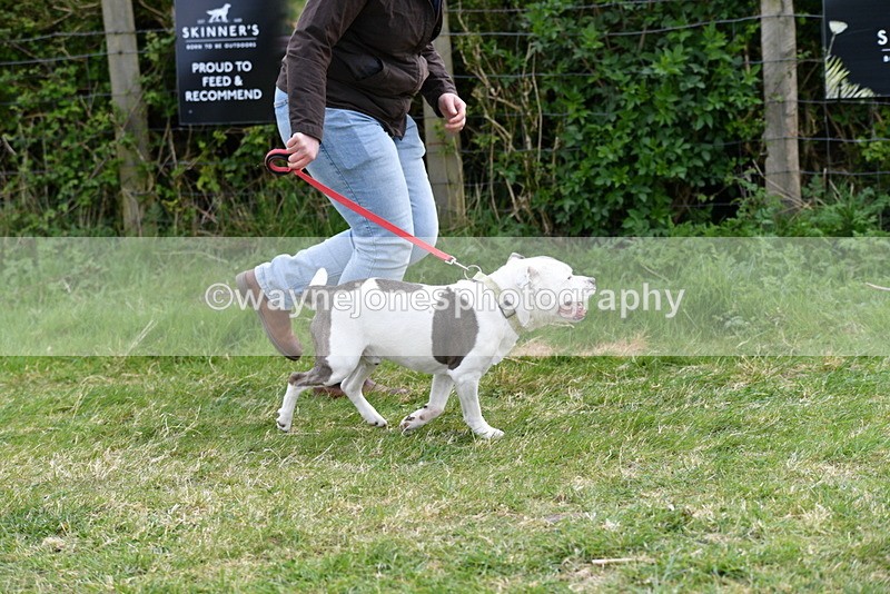 WJ5_9964 - Class 5 Best Veteran / 7 years & over