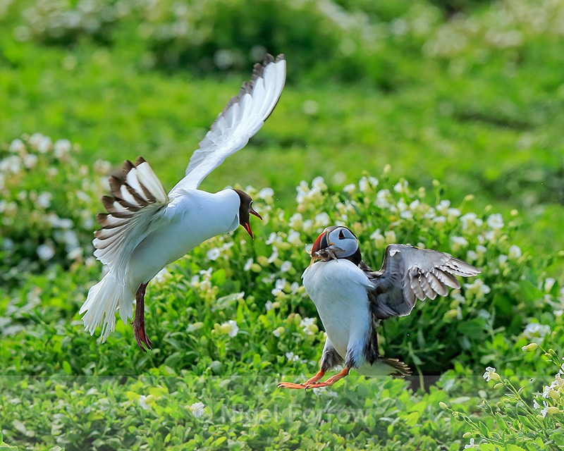 Black-headed Gull harassing Puffin with fish, Farne Islands - Puffin