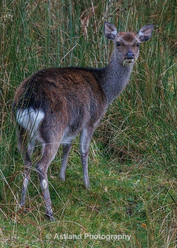 Sika Deer - Latest Images
