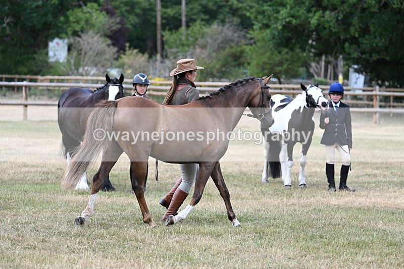 WJ7_1536 - Class 4 Prettiest Mare up to 14.2hh in hand