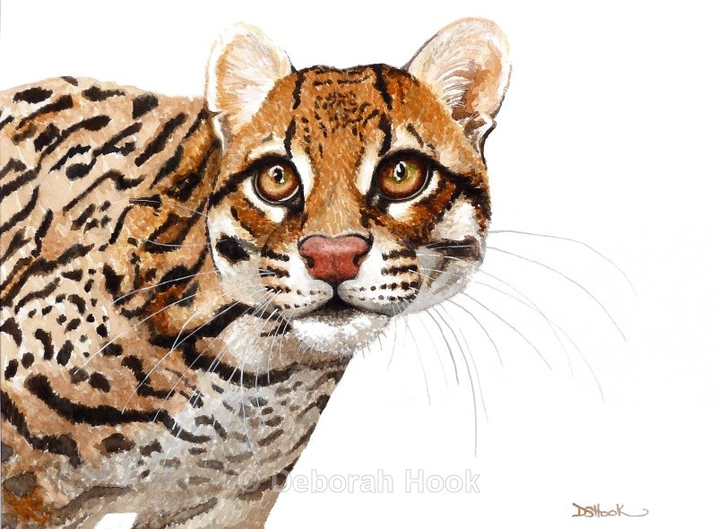 Ocelot - Big cats