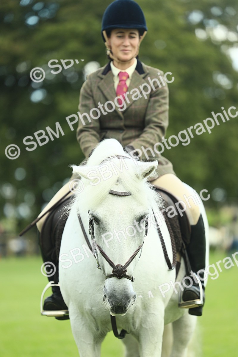 SBM_42174 - S29 - Novice & Newcomers Working Hunter Pony