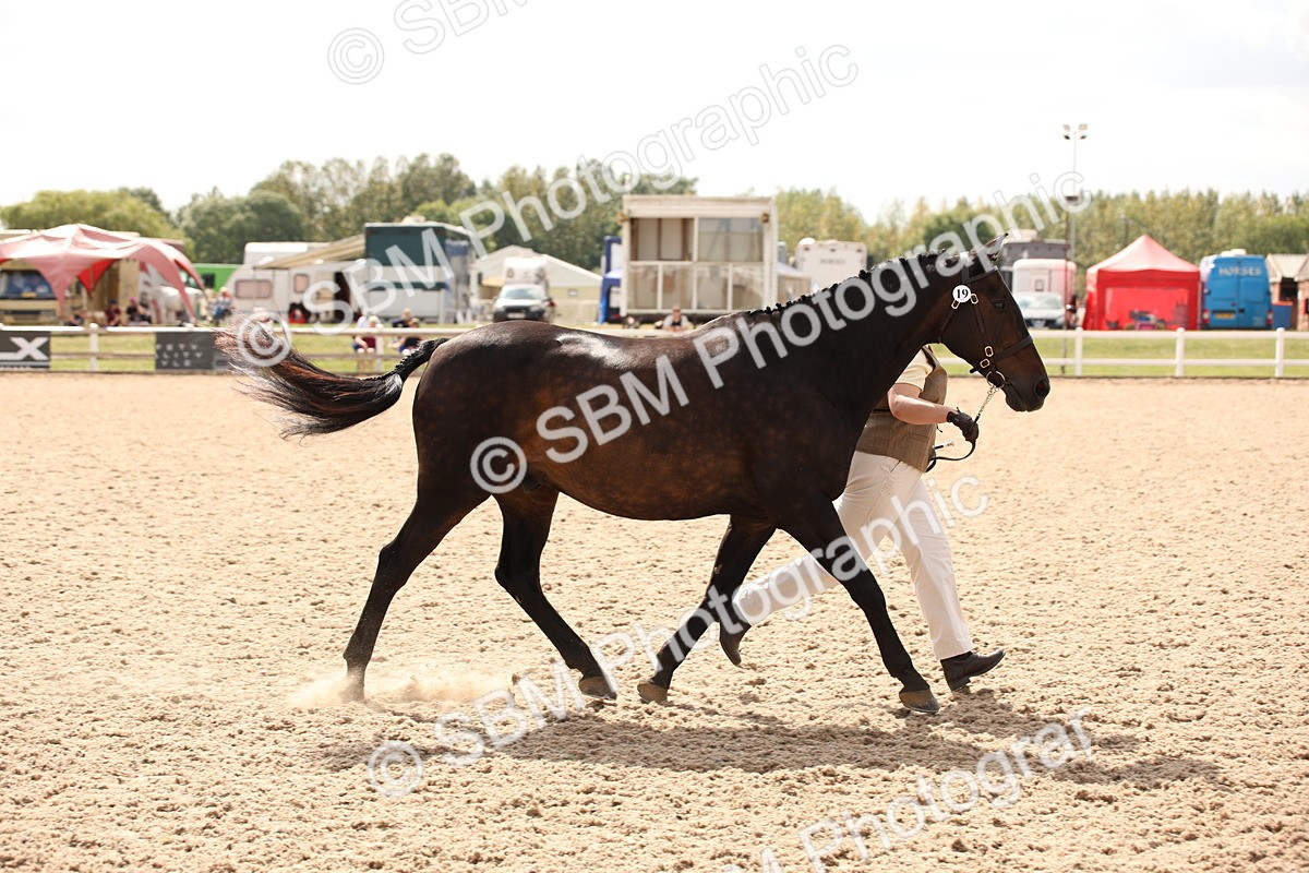 SBM_04637 - Class 20 IH Veteran