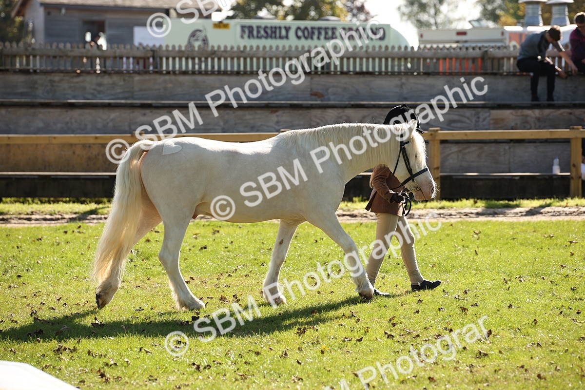SBM_36638 - S10 - Best In Hand Horse & Pony