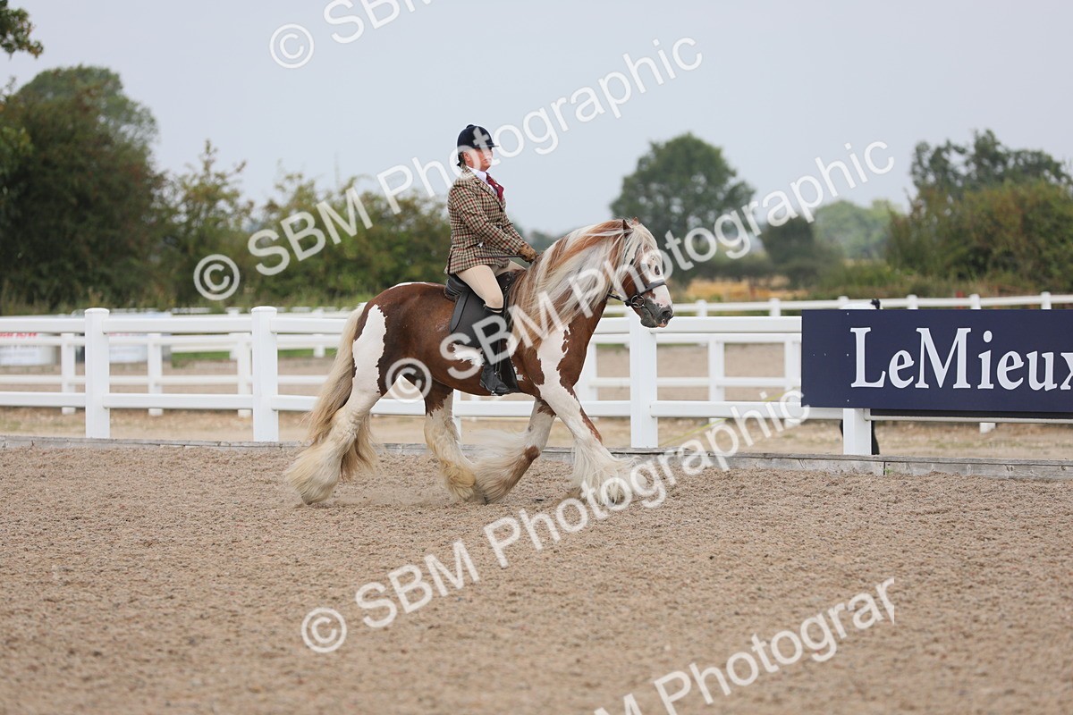 SBM_12676 - Class 307 Ridden Coloured Pony