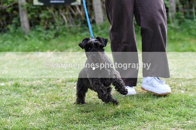 WJ5_0280 - Class 7 Best Terrier