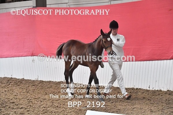 BPP_2192 - AFTERNOON 12.30 - 3.30PM