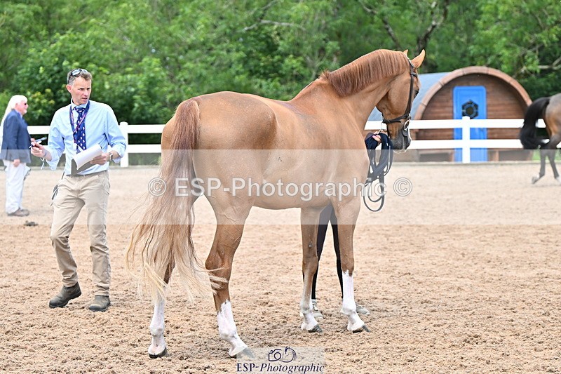 240718A-105323-01940 - Trot Up 2pm to 3pm - This folder is not in time order