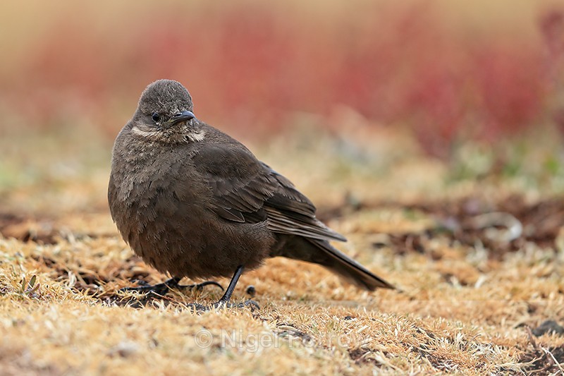 Blackish Cinclodes close view, Sea Lion Island, Falklands - Tussockbird (Blackish Cinclodes)