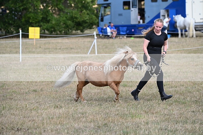 WJ6_6895 - Class 21 Shetland & Mini Horses