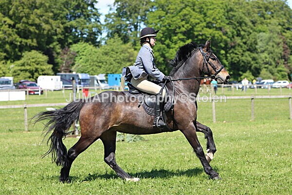 IMG_4029 - Working Hunter