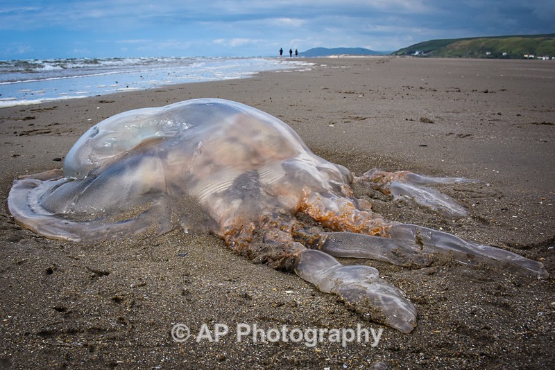 Barrel Jellyfish-ACP_9746 - Weird stuff