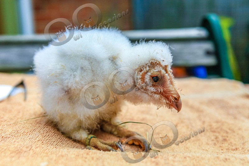 barn owl tyto alba-9721 - BoP from around the world