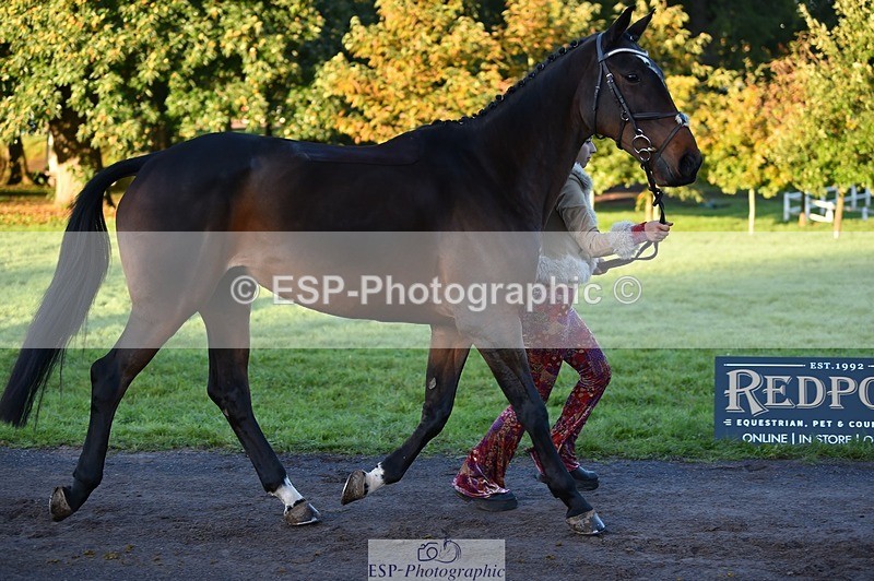 231022-084452-21329 - 670-SEEK.INDI-Maia.Ramasamy-TrotUp+SJ