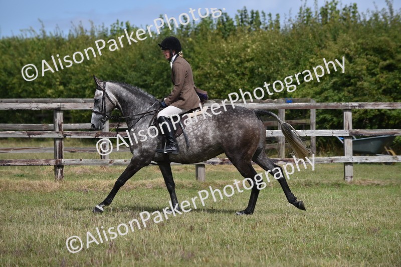 20250831-4063 - Class 13 - Working Hunter Horse or Pony