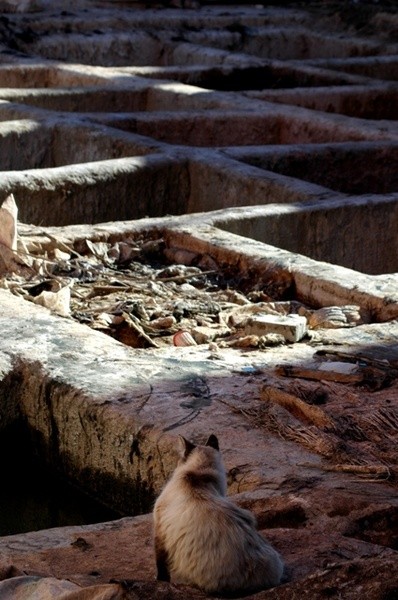 Tannery Cat - Marrakesh III