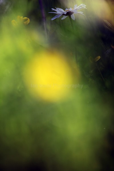  - Wild Flowers,  plants & Fungus photography, Great Britain