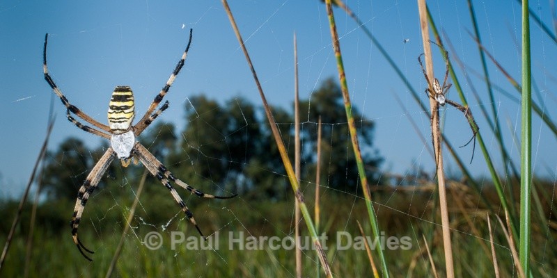 - Bugs: Wide-angle