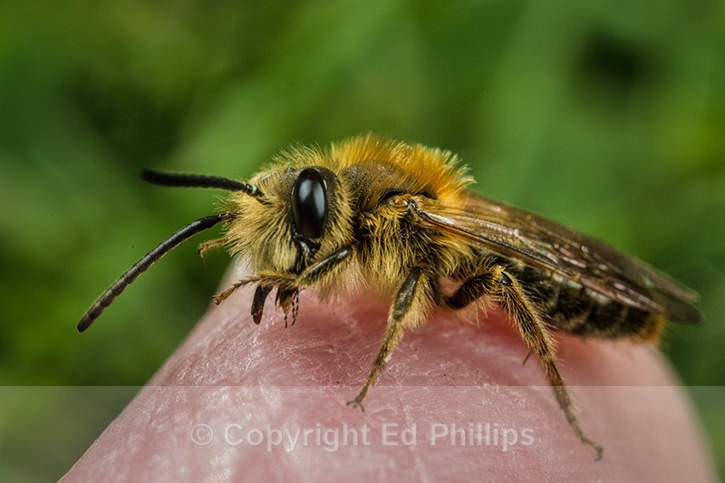 Andrena haemorrhoa (m) - Andrena haemorrhoa