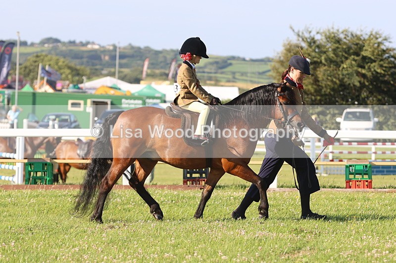 JPP_0914 - Class 16: Cornish Combination Leading Rein