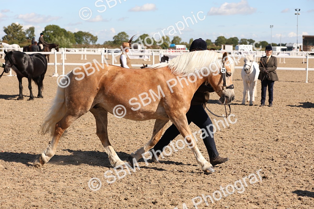 SBM_12959 - Class 206 - IH Non Show Type Pony
