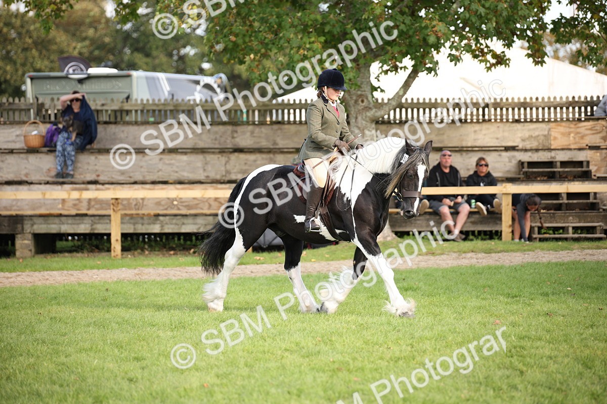 SBM_50132 - S26 - Young Veteran - Ridden