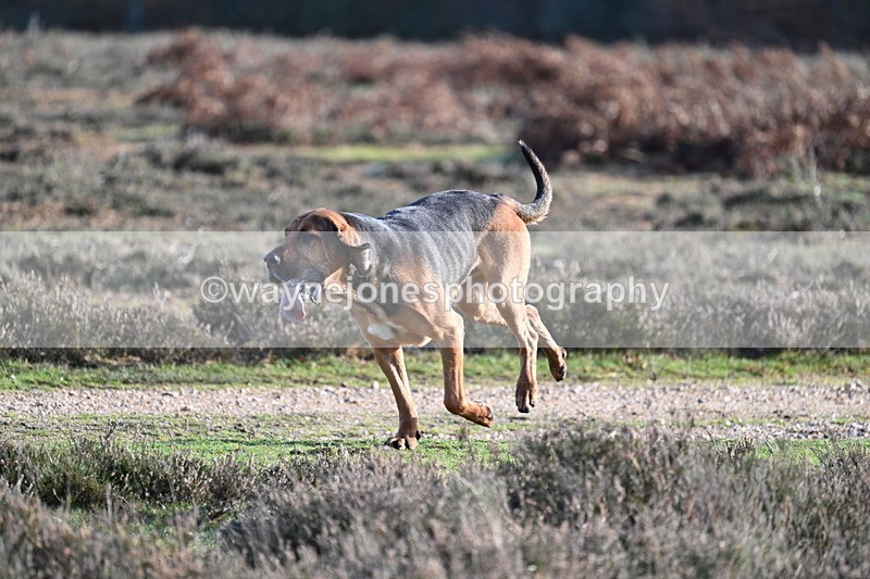 WJ7_8005 - Line 3 (no line 4 or 5)