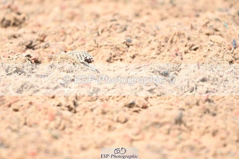 250620-150307-03857 - BD Cls 7 - Elementary 5, 14.40 to End