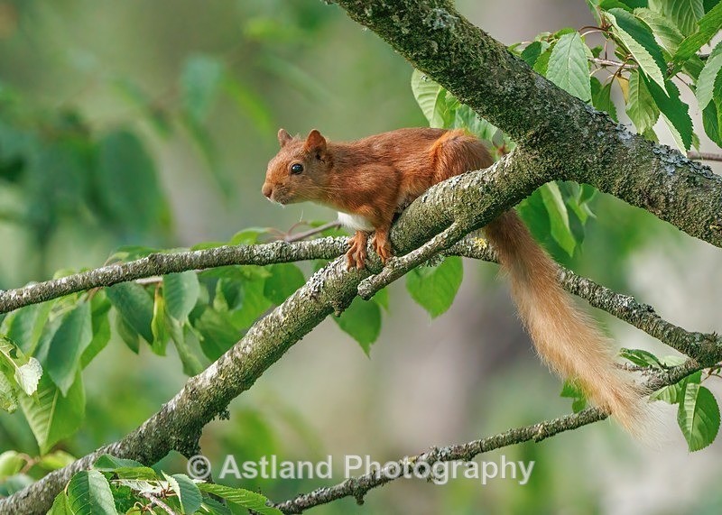 Red Squirrel - Latest Images