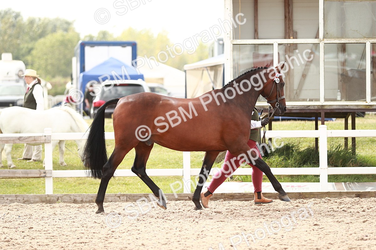 SBM_13158 - Class 208 IH Veteran Horse