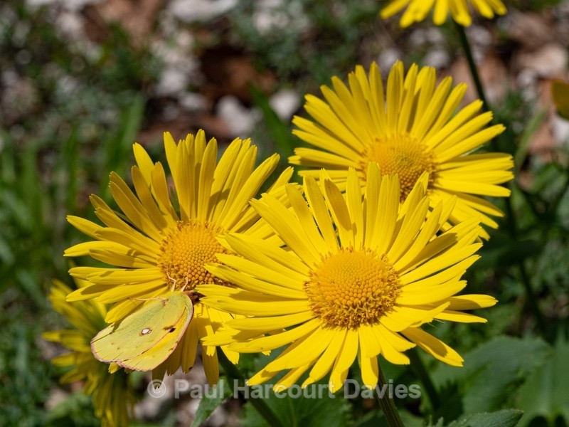 Eastern leopard's bane (Doronicum columnae)  - Gargano - Wild Flowers
