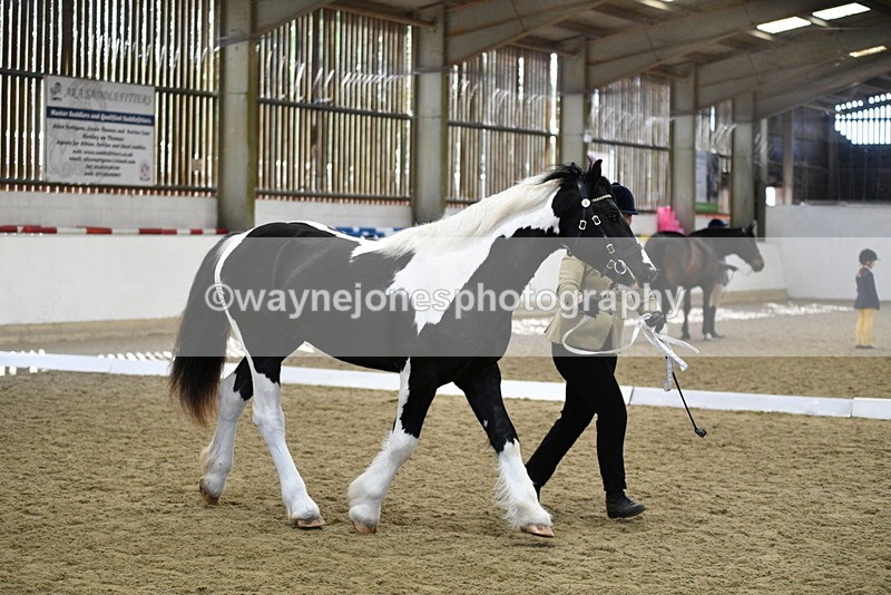 WJ5_4846 - Class 7 In hand coloured / odd coloured