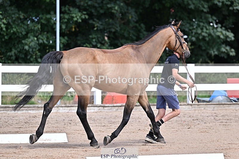 250716-124222-00124 - Trot Up 12.30 to 1.30