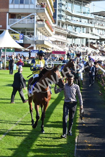 yr08102021r4-8 - Race 4 3.50pm Casumo Dare To be Different Handicap