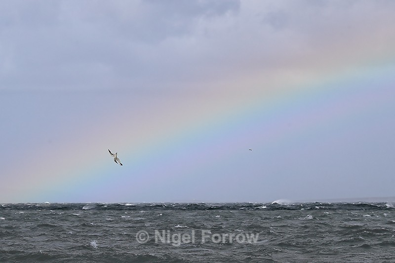 Diving Northern Gannet and rainbow, Ness of Duncansby, Scotland - Gannet