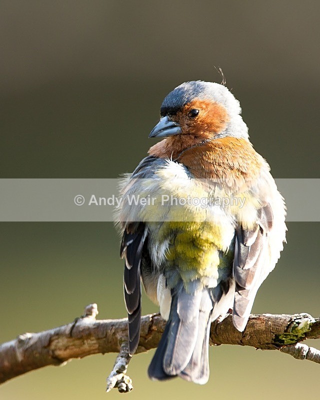 20090524-255 - Chaffinch