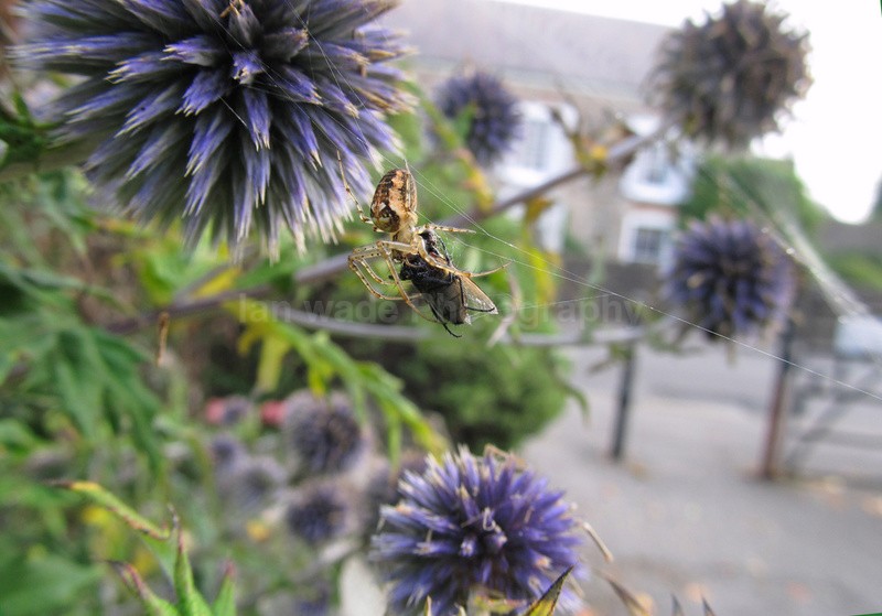  - Insects & Snails, Great Britain