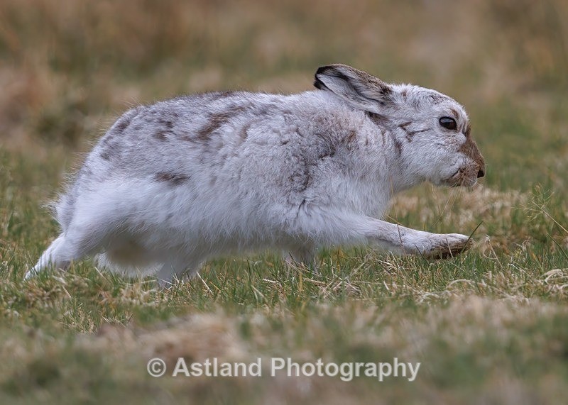 Mountain Hare - Latest Images