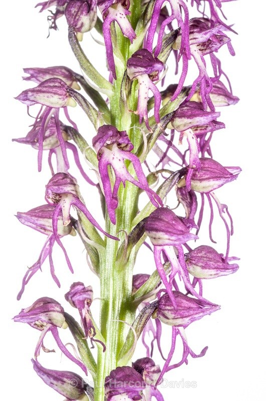  - WB: Orchids - Orchis