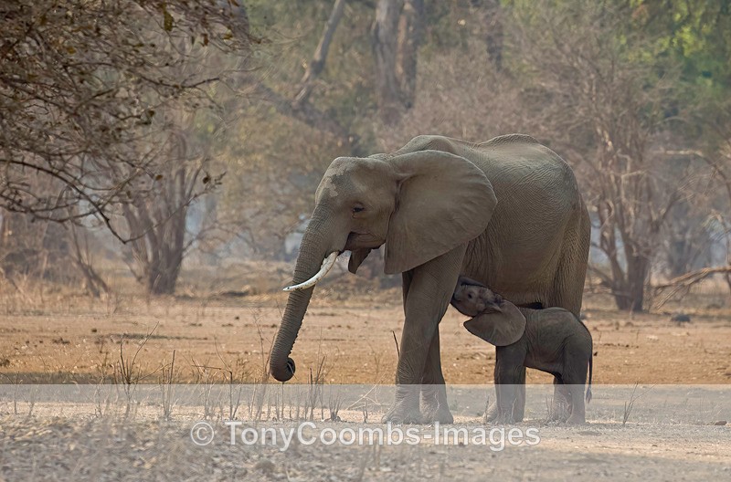 Elephant - Mana Pools ~ The Mammals