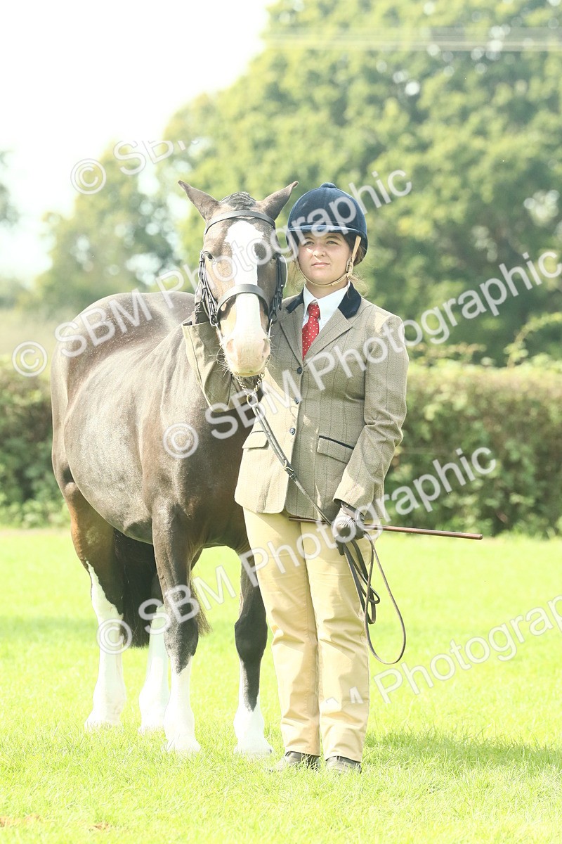 SBM_66694 - S34 - Rehabilitated Rescue Horse & Pony In Hand & Ridden